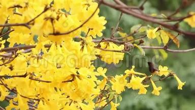 雄黄橄榄背太阳鸟从金黄的花朵中喝花蜜，在春天盛开